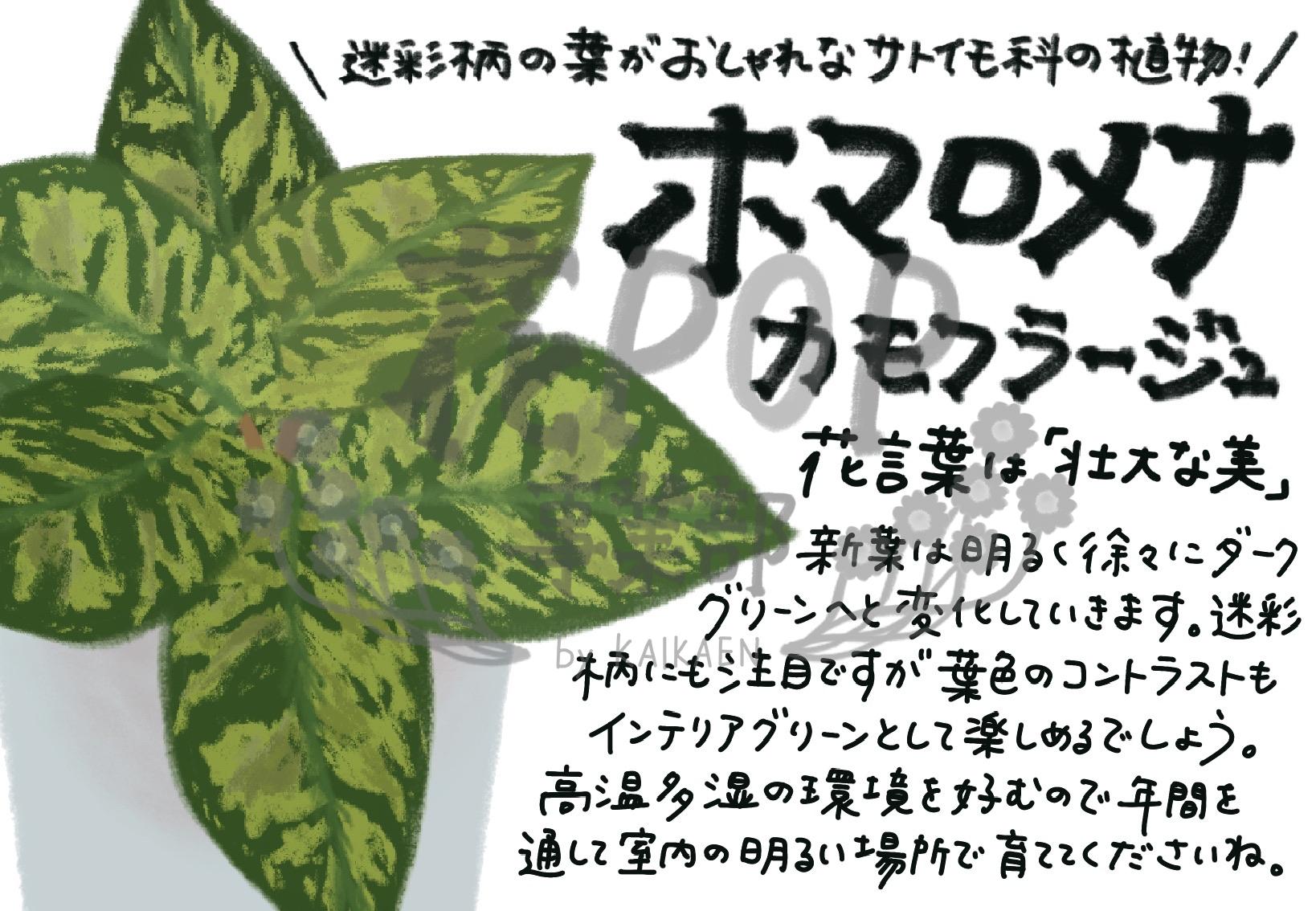 ホマロメナ カモフラージュ