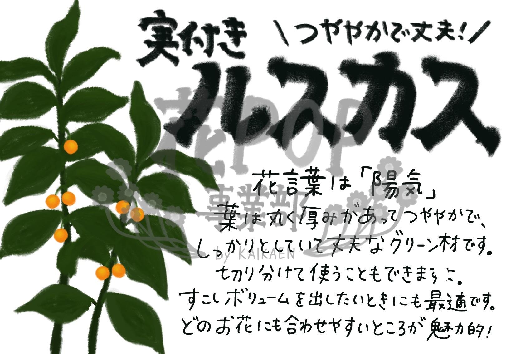 実つきルスカス