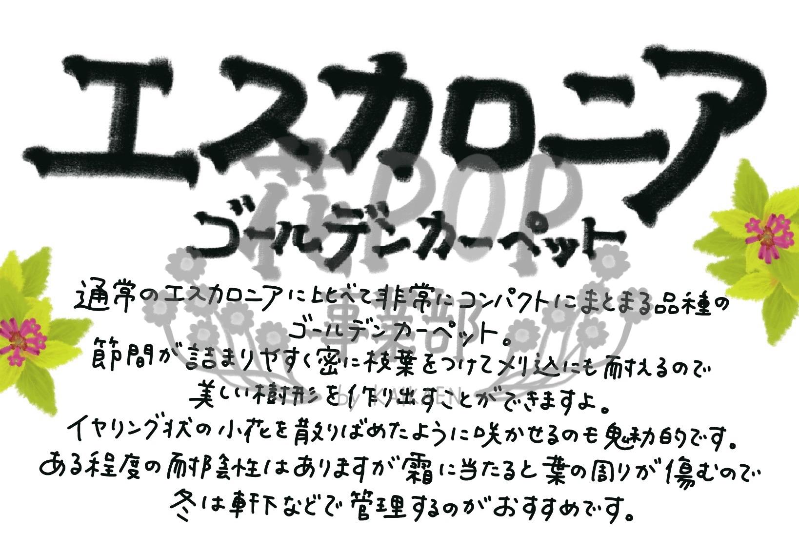 エスカロニア ゴールデンカーペット