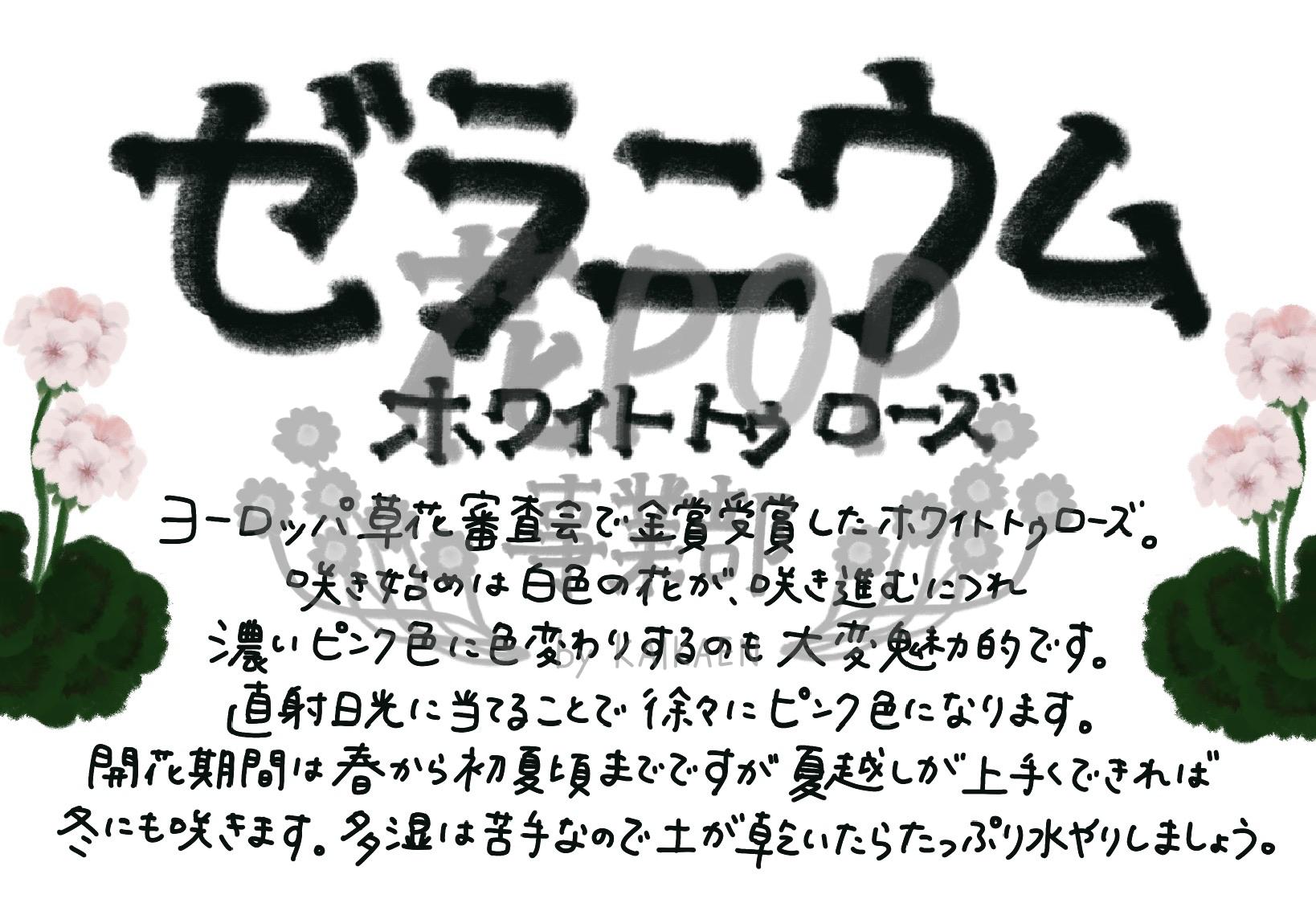 ゼラニウム ホワイトトゥローズ