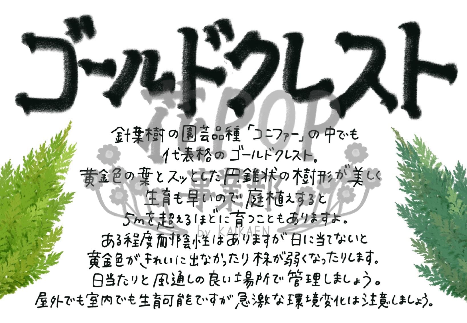 ゴールドクレスト