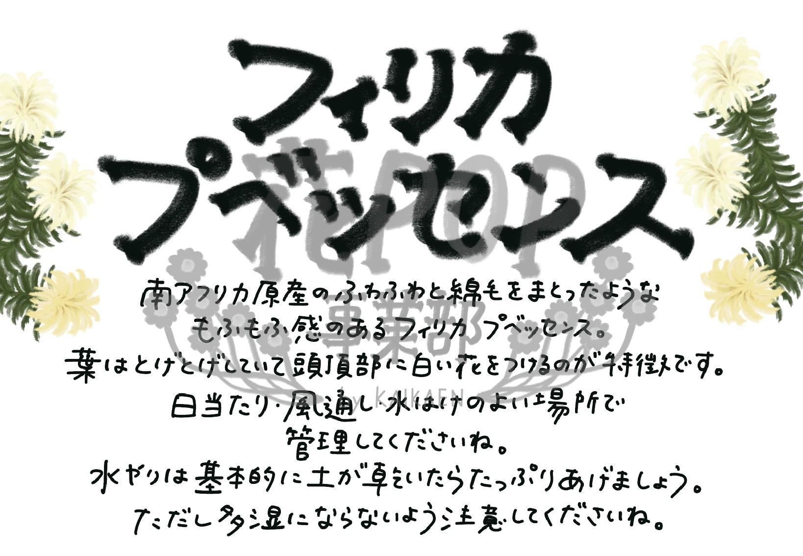 フィリカ プベッセンス