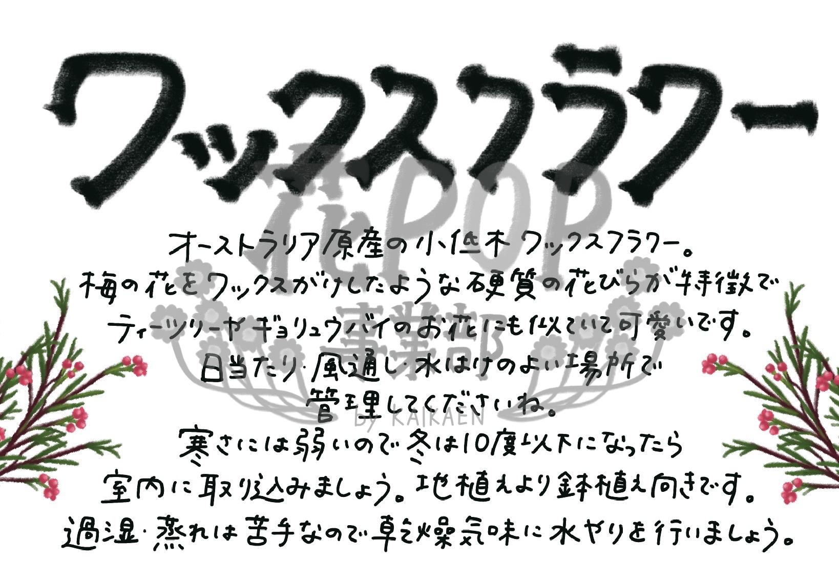 ワックスフラワー