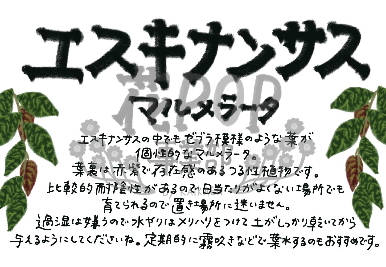 エスキナンサス マルメラータ