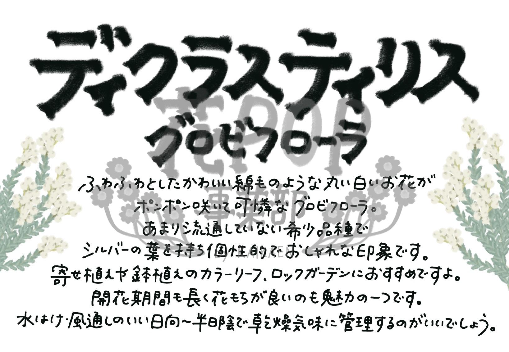 ディクラスティリス グロビフローラ