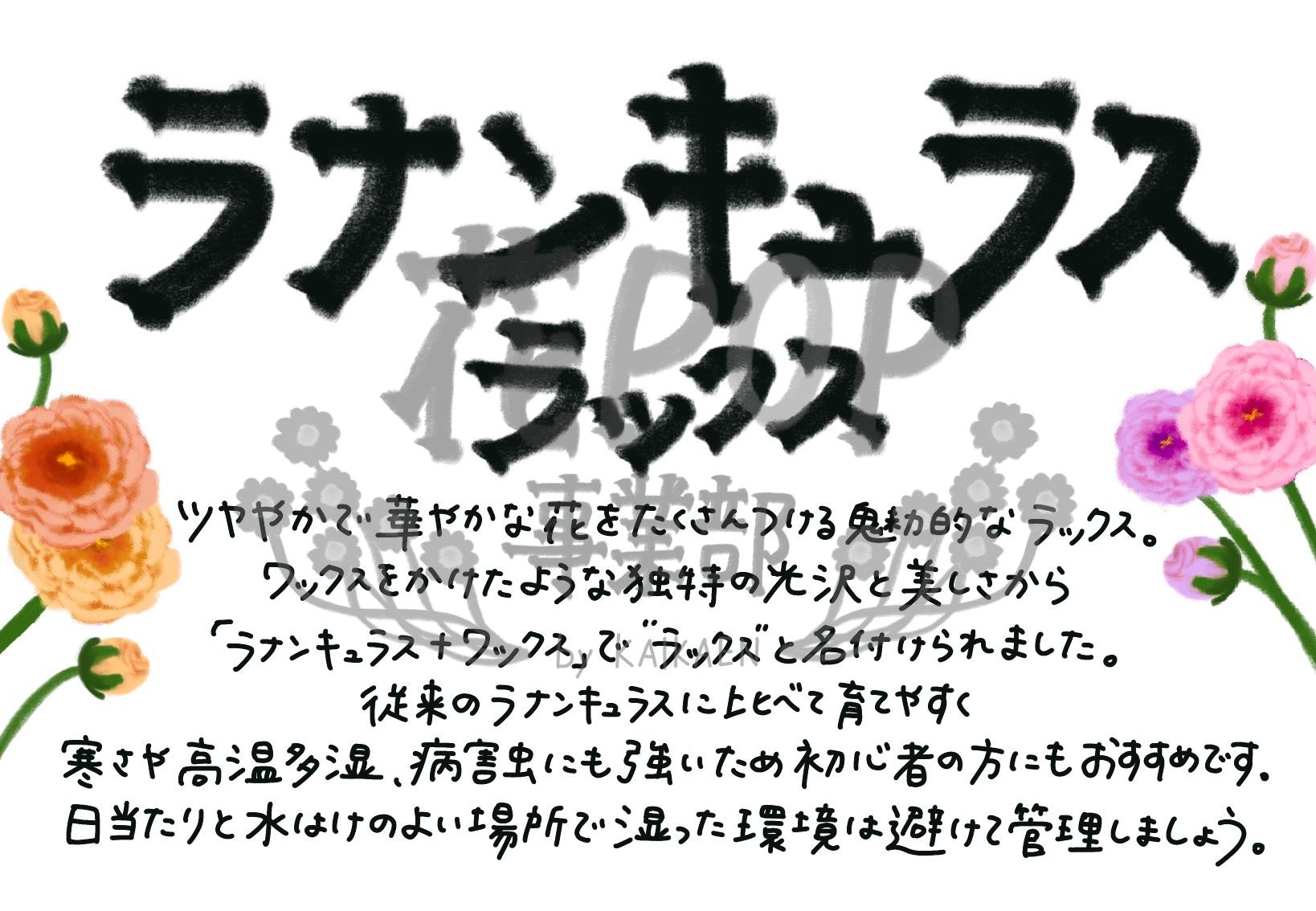 ラナンキュラス ラックス