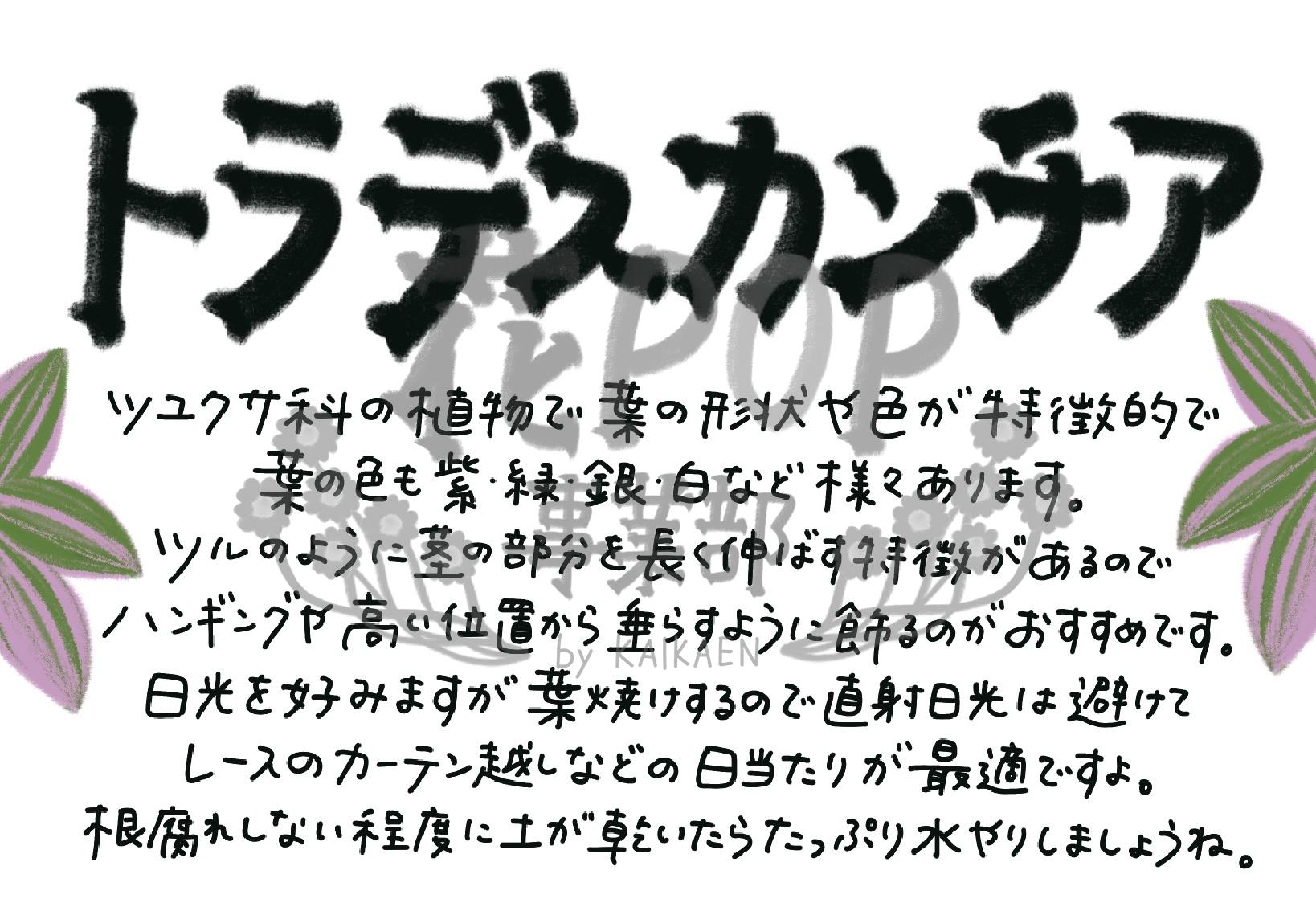 トラデスカンチア